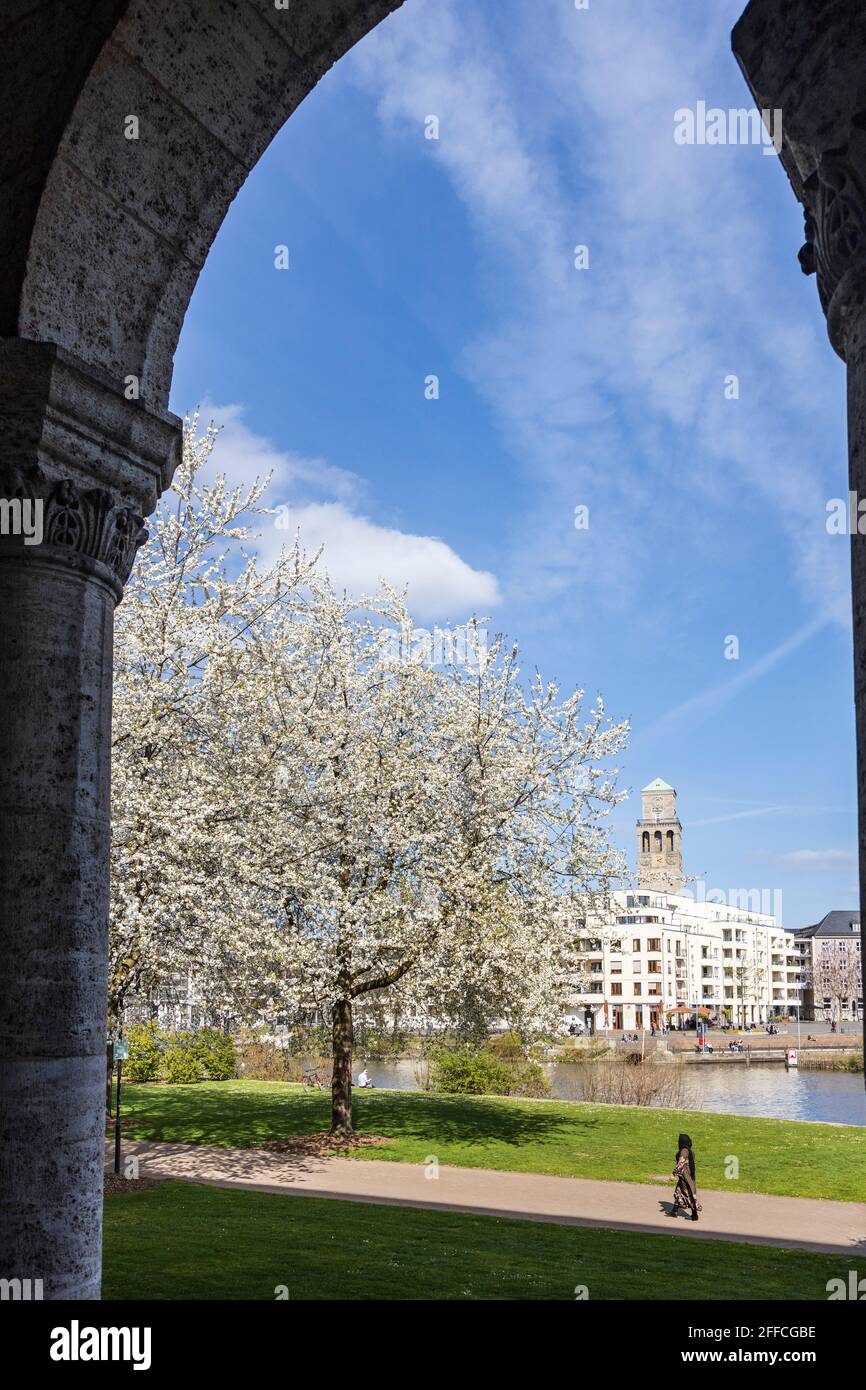 Blühende Kirschbäume im Frühling, Muga-Park, Mülheim an der Ruhr, Deutschland Stockfoto