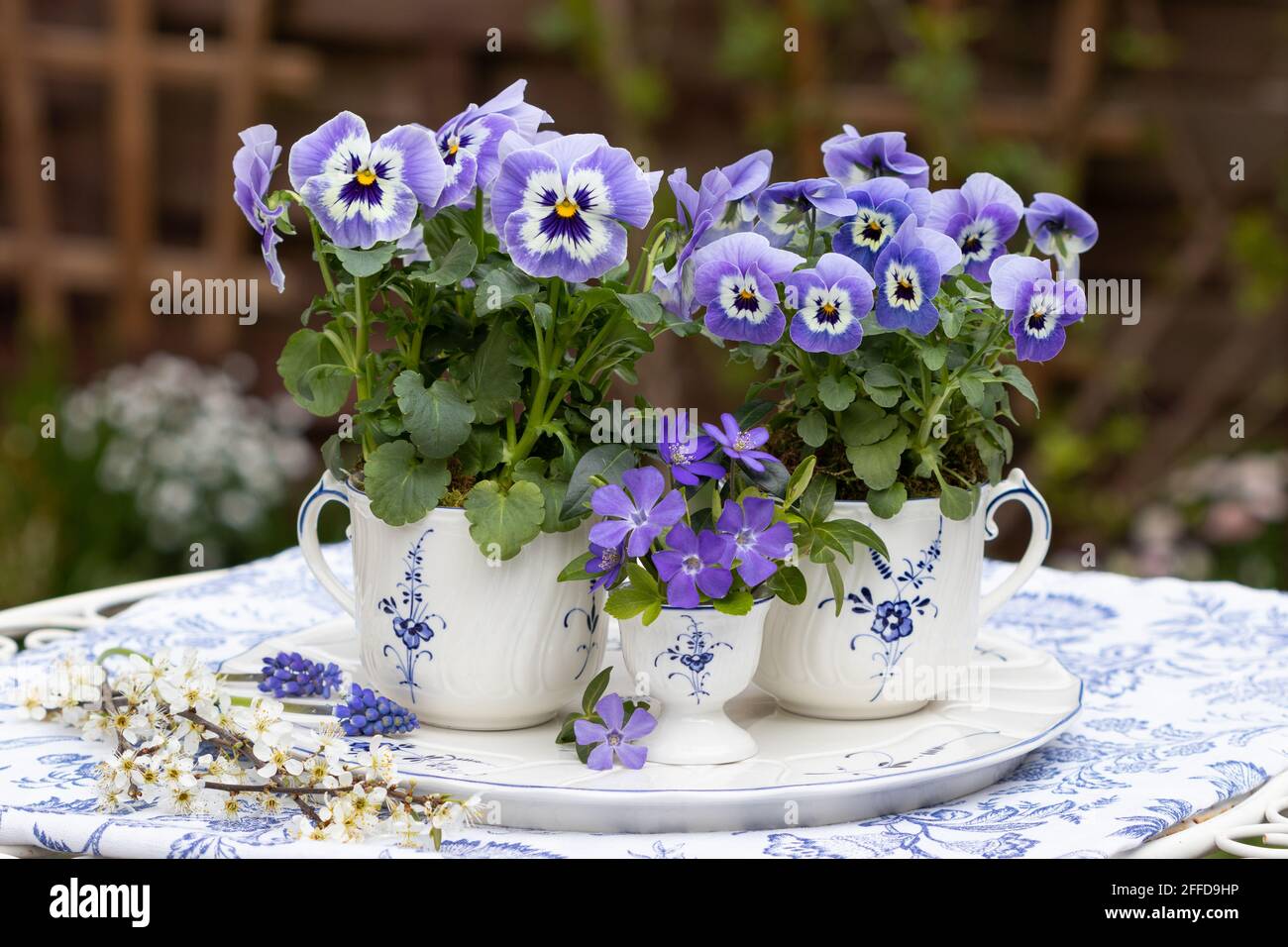 Violette Viola blüht in Teetassen als Frühlingsdekoration Stockfoto