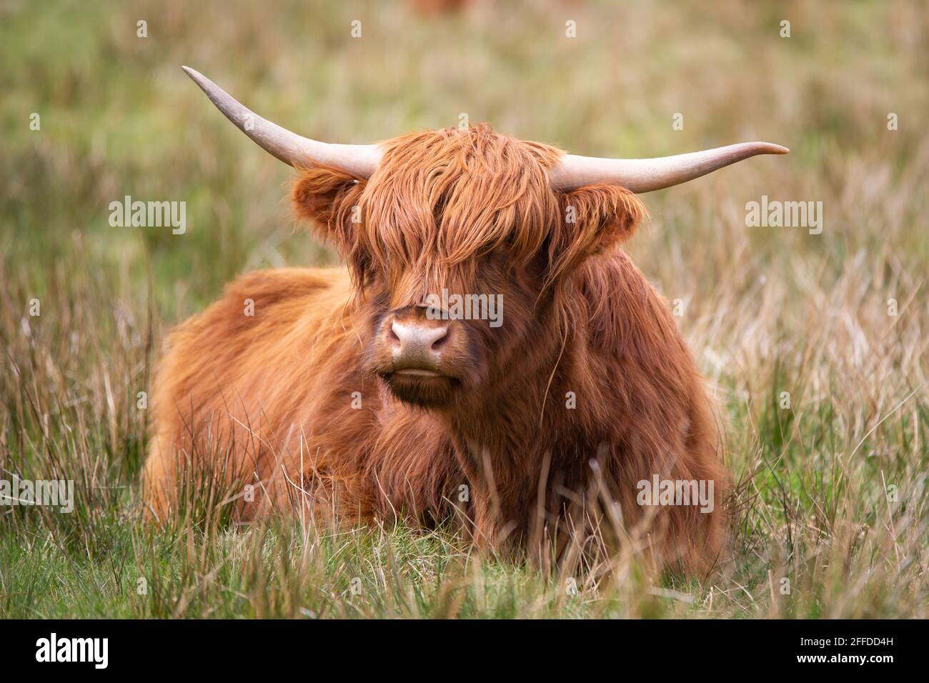 Highland cow [ Bos taurus taurus ] sitzt im rauen Gras Stockfoto