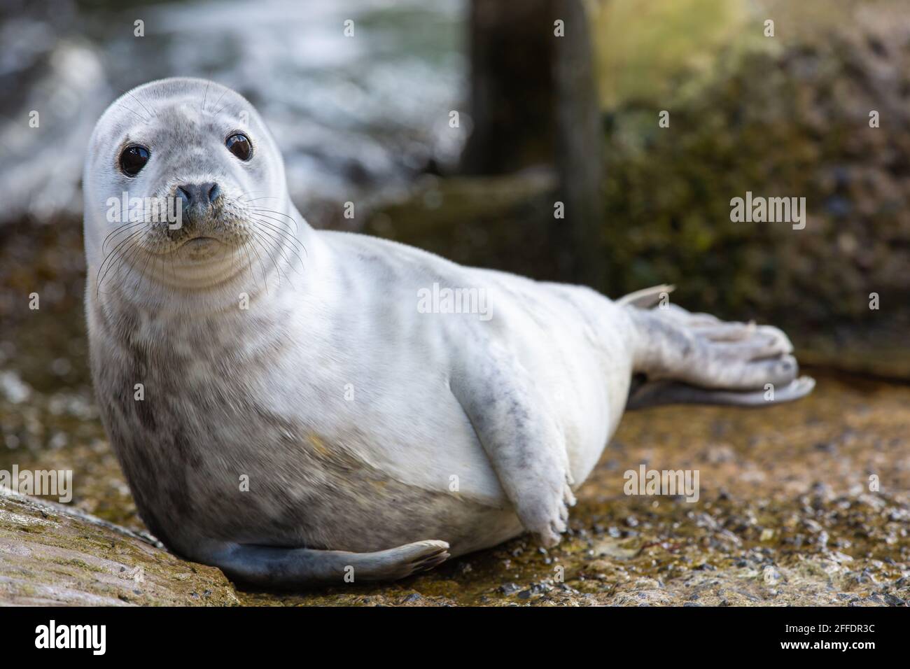 Grauer Robbenhund [ Halichoerus grypus ] auf Betonsteg Stockfoto