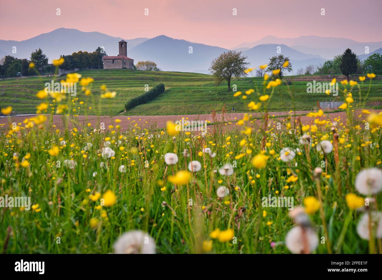 Landschaft im Frühling mit gelben und weißen Blumen und einer kleinen alten Kirche, Kloster Garbagnate, Lecco, Lombardei, Italien Stockfoto