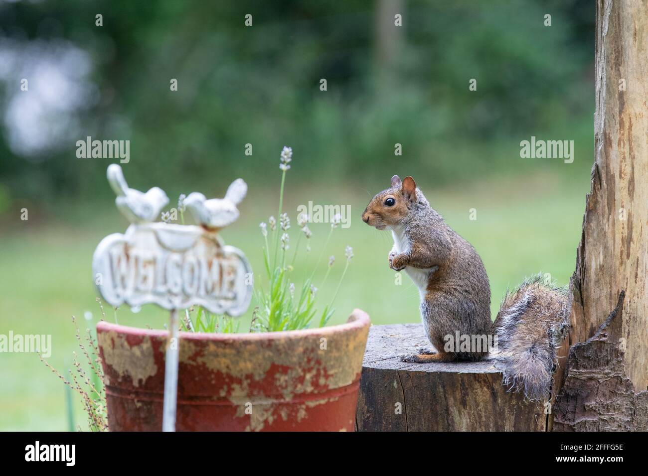 Graues Eichhörnchen [ Sciurus carolinensis ] auf Holzsitz im Garten mit rotem Blumentopf und Lavendel. Helles Bokeh im Hintergrund und 'Willkommen'-Zeichen aus f Stockfoto