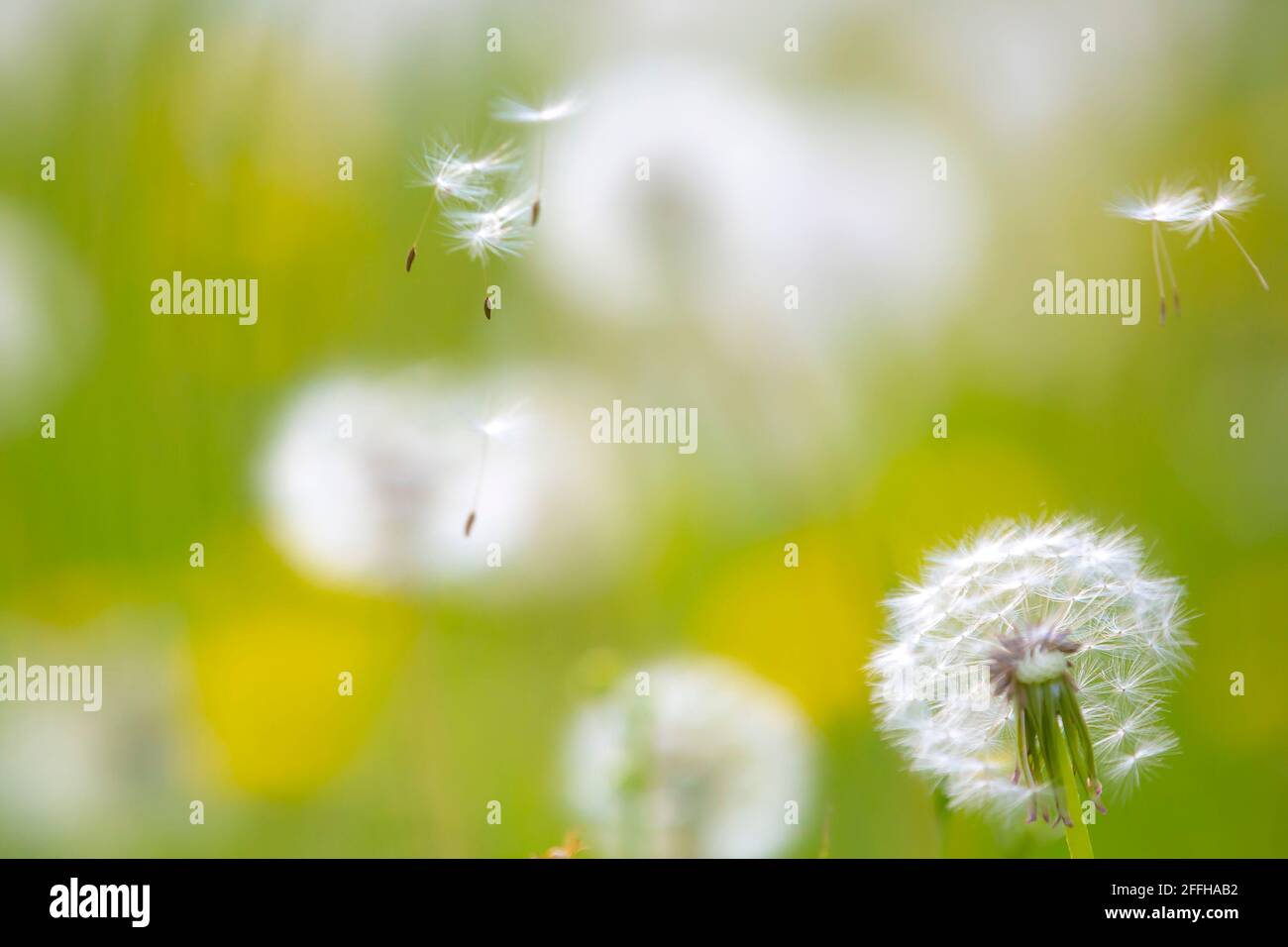 Löwenzahn Samen wehen mit dem Wind in einer natürlichen blühenden Wiese. Stockfoto
