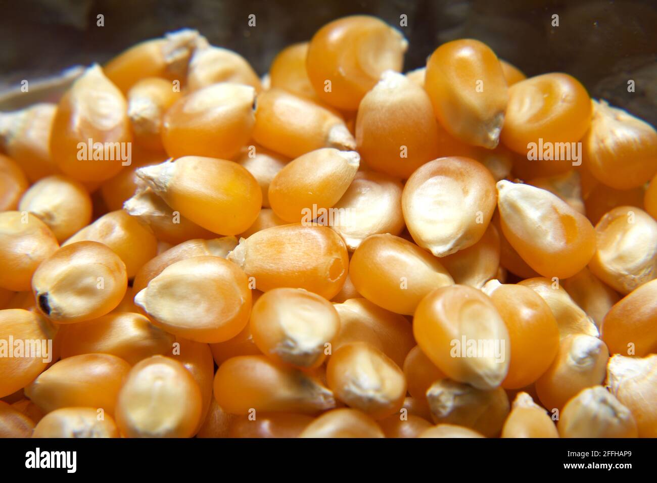 Extreme Makroaufnahmen von rohen gelben Popcorn-Kernen mit natürlicher Textur und lebendigen Farben. Kochzutat Stockfoto