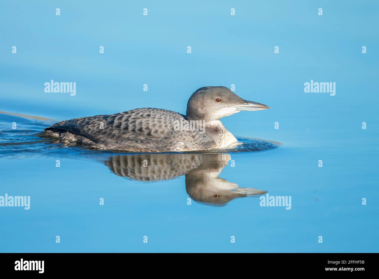 Nahaufnahme eines gemeinsamen Loons, Gavia immer, auch bekannt als der große Nordtaucher oder große Nordloon Jagd und Essen Krebse Stockfoto