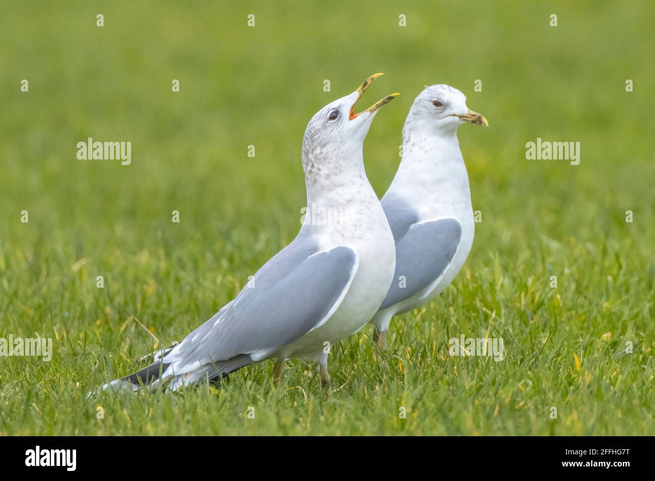 Die gemeine Möwe, die Möwe oder der Meeresmull, Larus canus im Flug Stockfoto