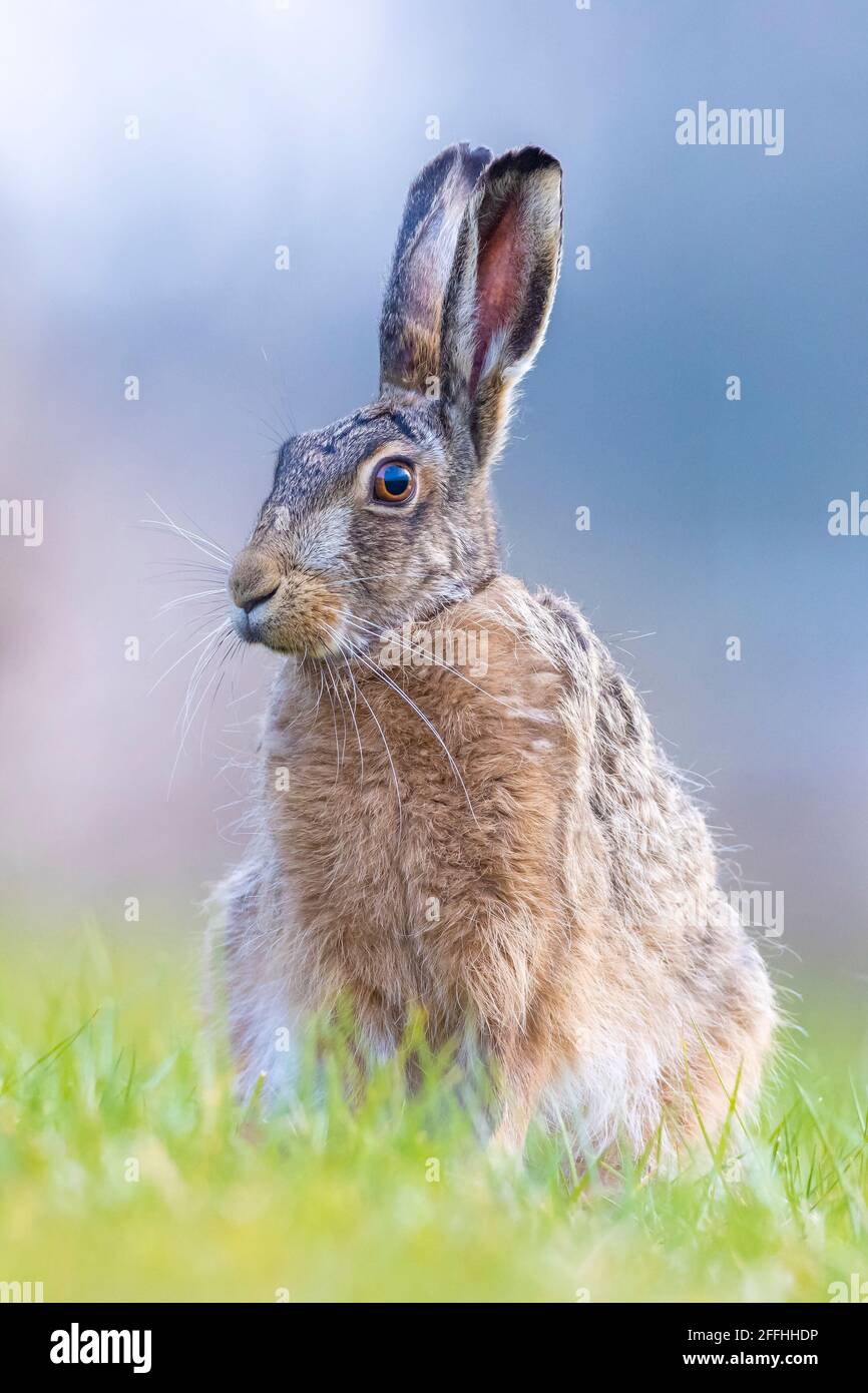 Nahaufnahme eines wilden europäischen Hasen, lepus europaeus, der im Frühling im Gras sitzt Stockfoto