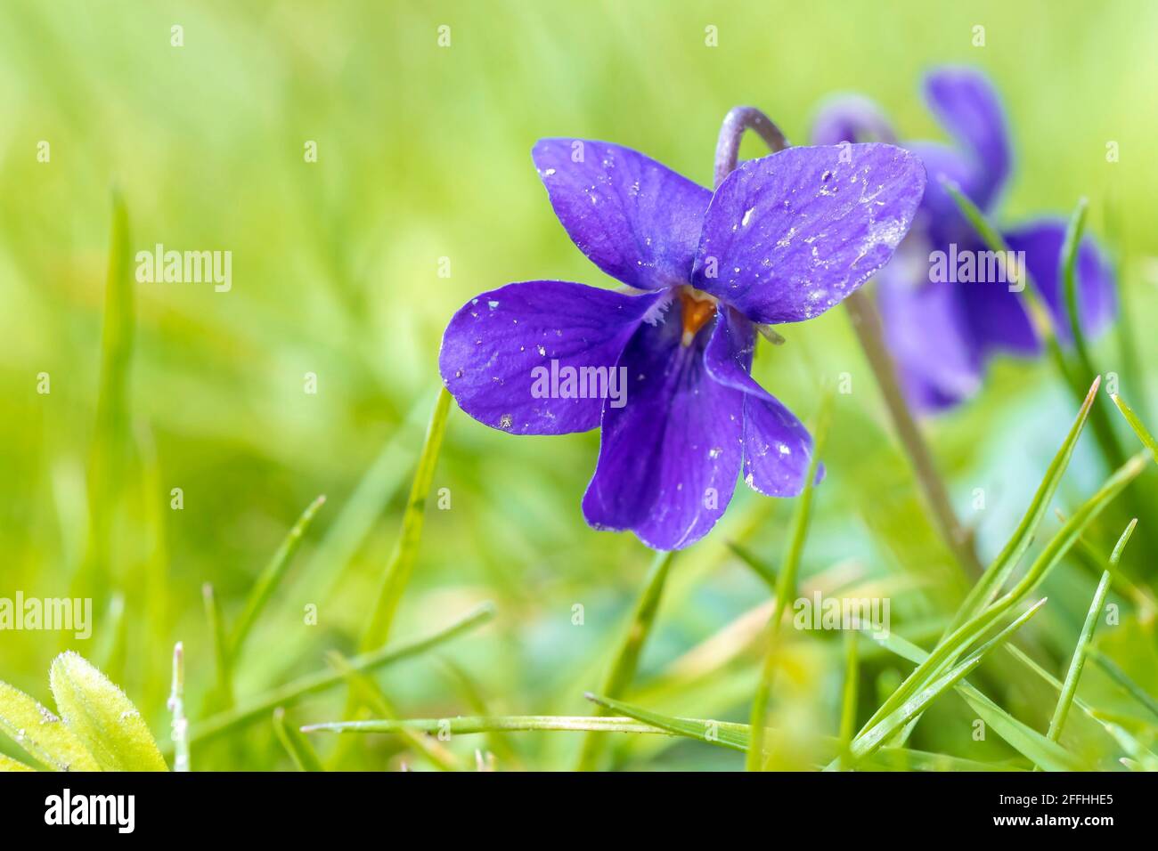 Nahaufnahme von Viola odorata süßen violetten Blüten, die im Frühling blühen. Stockfoto