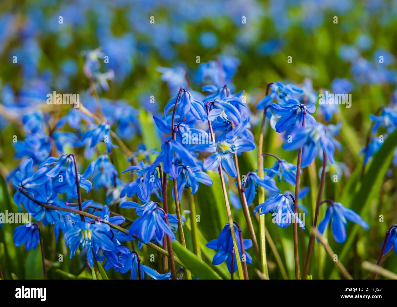 Blaues Schillas-Feld, frühes Zeichen des Frühlings Stockfoto