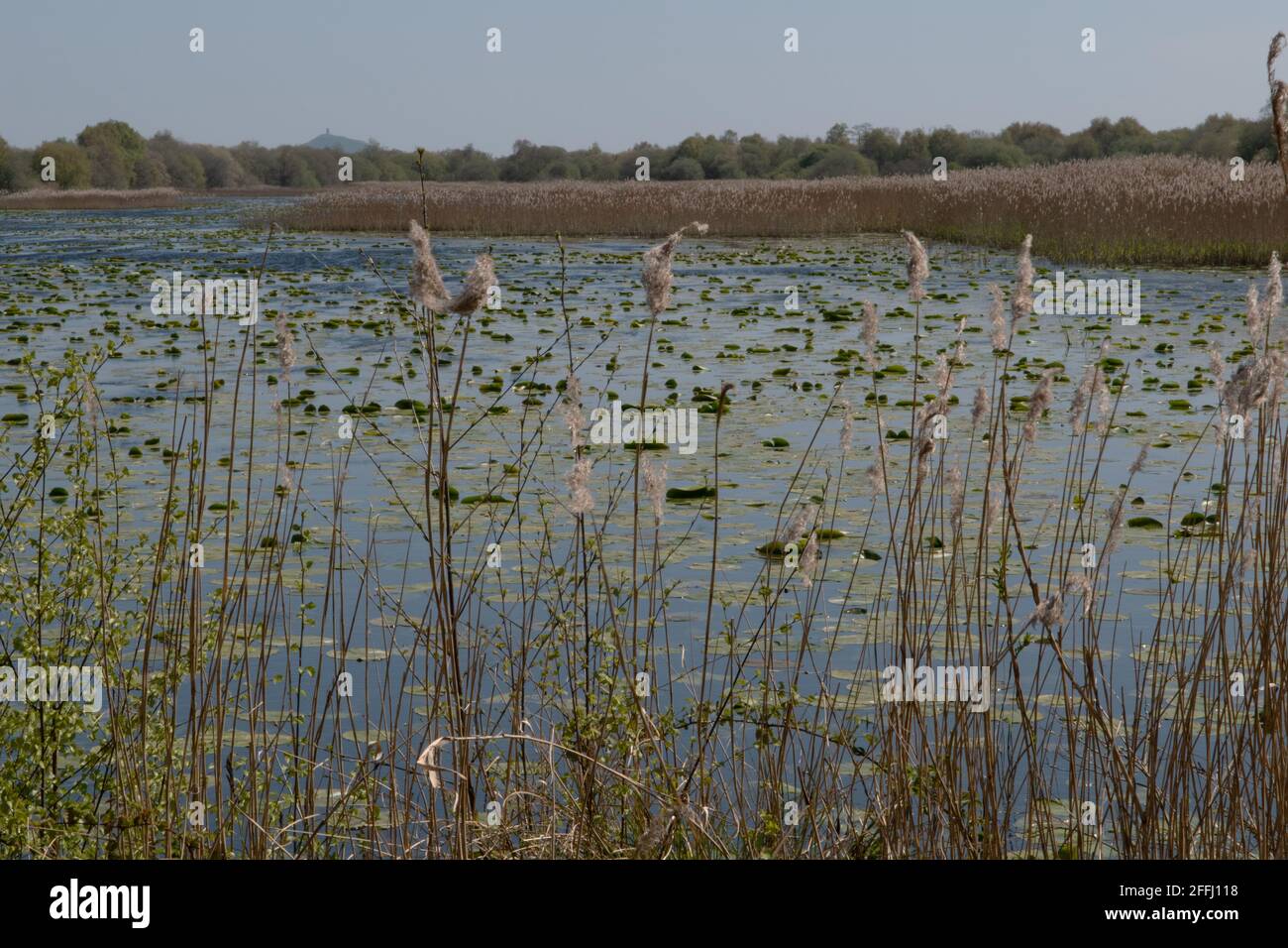 Shapwick National Nature Reserve, Somerset, Großbritannien Stockfoto