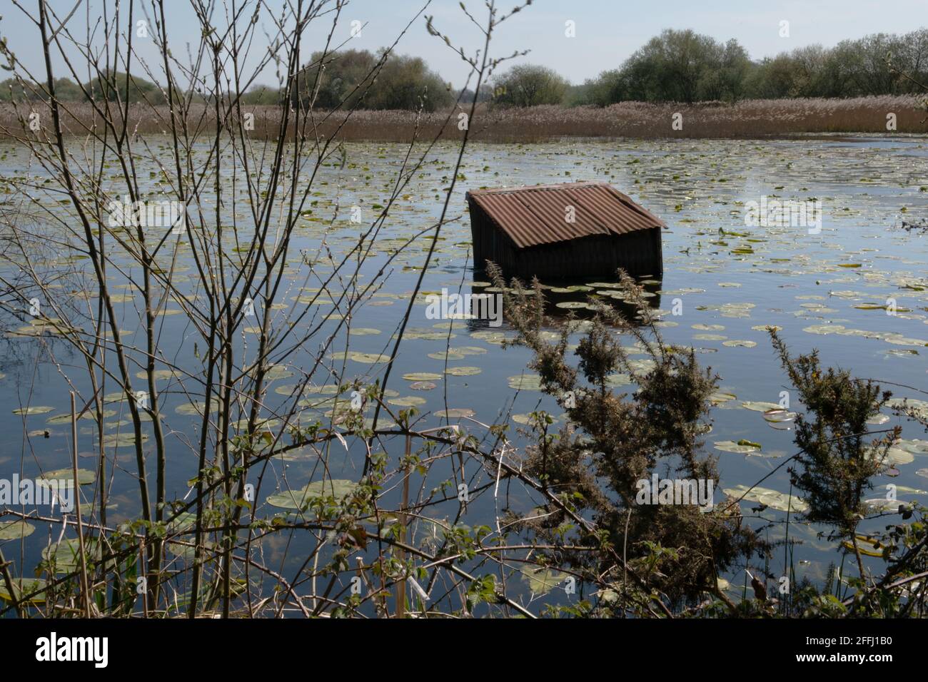 Shapwick National Nature Reserve, Somerset, Großbritannien Stockfoto