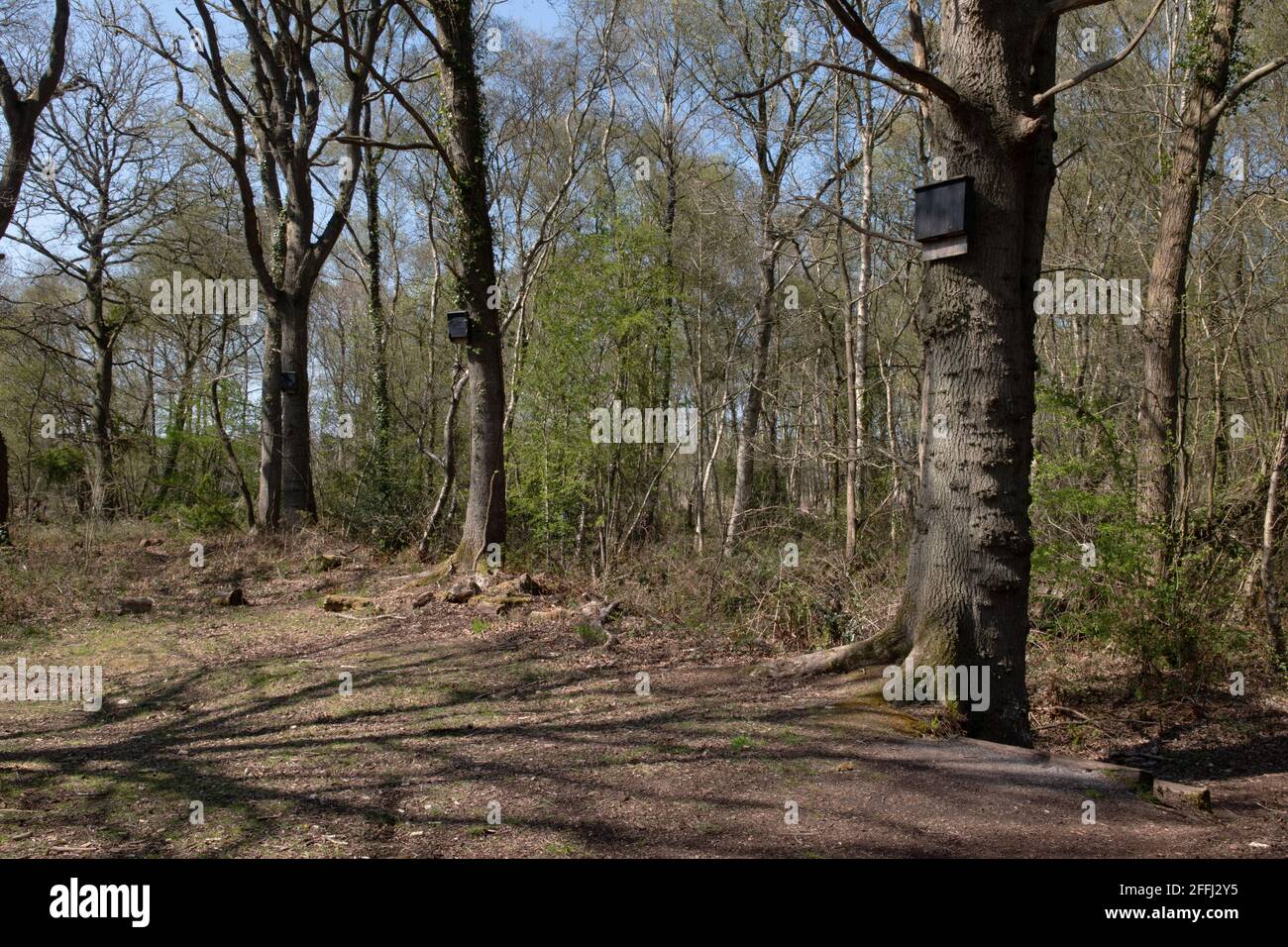 Shapwick National Nature Reserve, Somerset, Großbritannien Stockfoto