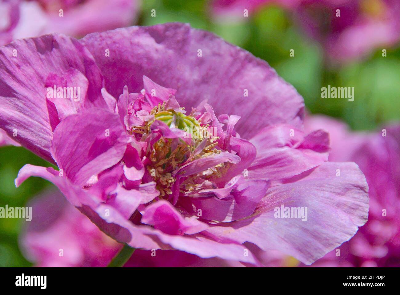 Nahaufnahme eines zweiblättrigen rosa Mohn, der im Frühsommer in Thunder Bay, Ontario, Kanada, blüht. Stockfoto