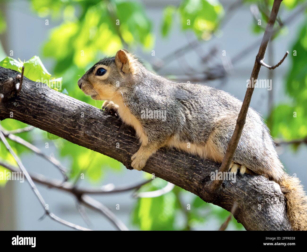 Hinterhof-Eichhörnchen in einem Baum auf einem Ast thront, Blick nach unten mit seinem Schwanz hängen und grünen Blättern im Hintergrund, Nagetier Wildtiere in Stockfoto