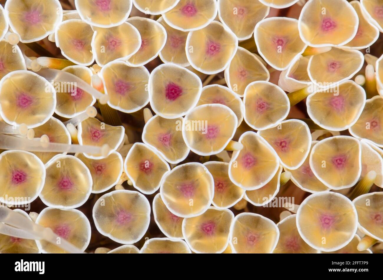 Detail von Pedicellarien, Blumenseeigel, Toxopneustes pileolus, ein giftiger Meeresigel, Anilao, Batangas, Philippinen, Pazifik Stockfoto
