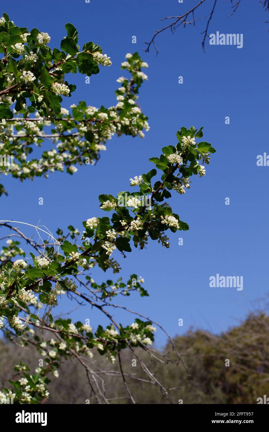 Raceme Blütenstände von Weißer Blütencurrant, Ribes Indecorum, Grossulariaceae, einheimischer Supraschrub in den Santa Monica Mountains, Winter. Stockfoto