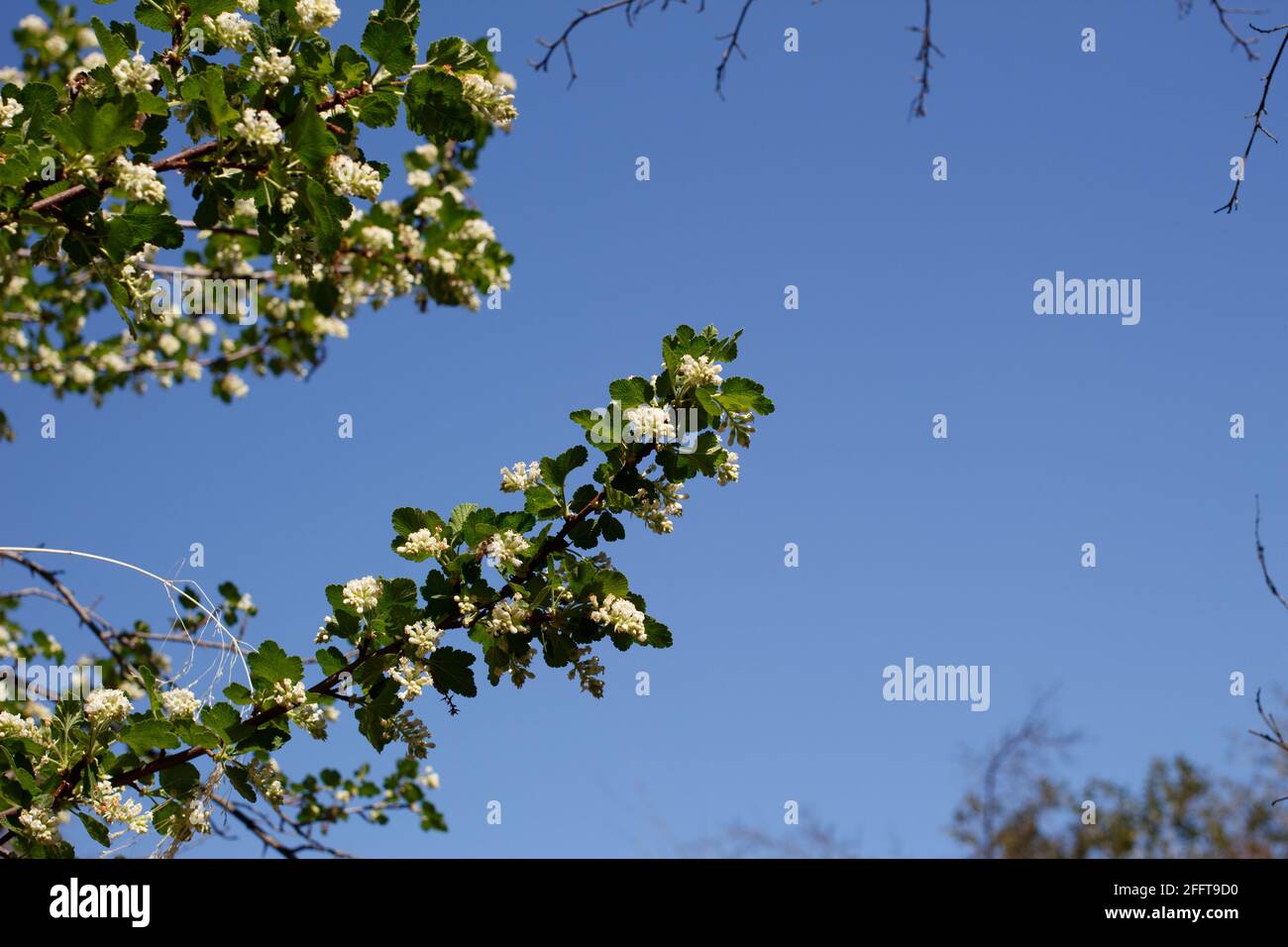 Raceme Blütenstände von Weißer Blütencurrant, Ribes Indecorum, Grossulariaceae, einheimischer Supraschrub in den Santa Monica Mountains, Winter. Stockfoto
