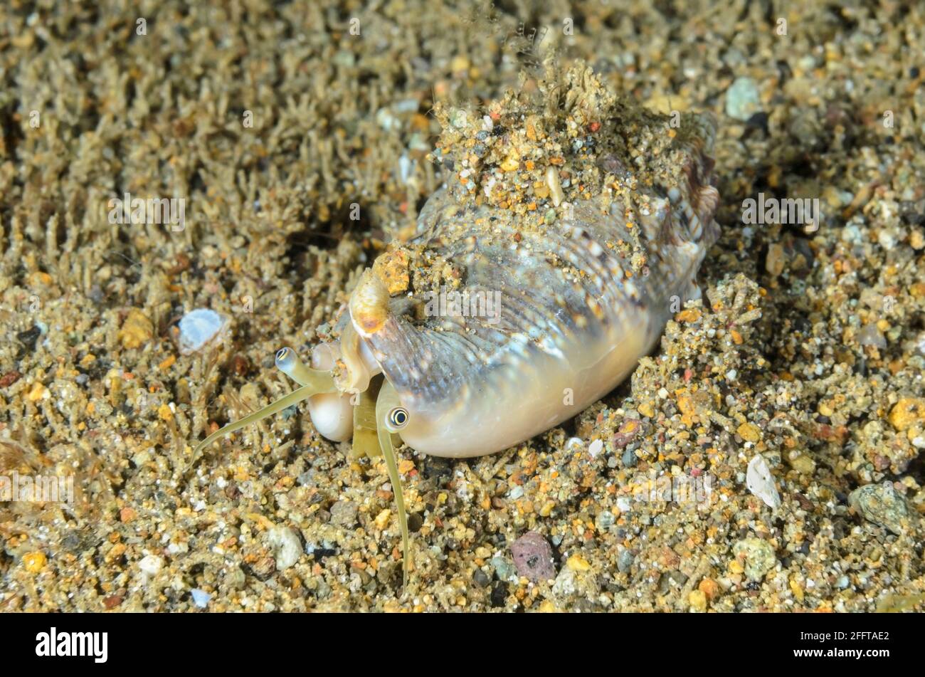 Vomer Conch, Euprotomus vomer, Anilao, Batangas, Philippinen, Pazifik Stockfoto