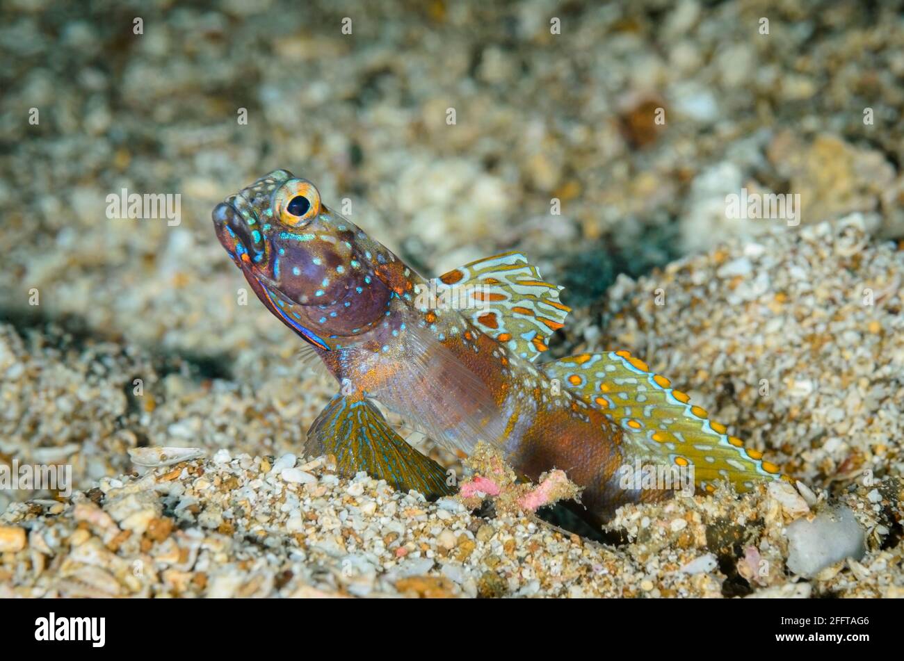 Breitbarriges Garnelenbauch, Amblyeleotris latifasciata, Anilao, Batangas, Philippinen, Pazifik Stockfoto