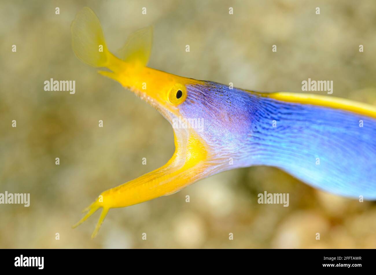 Blue Ribbon eel, Rhinomuraena quaesita, Anilao, Batangas, Philippinen, Pazifik Stockfoto