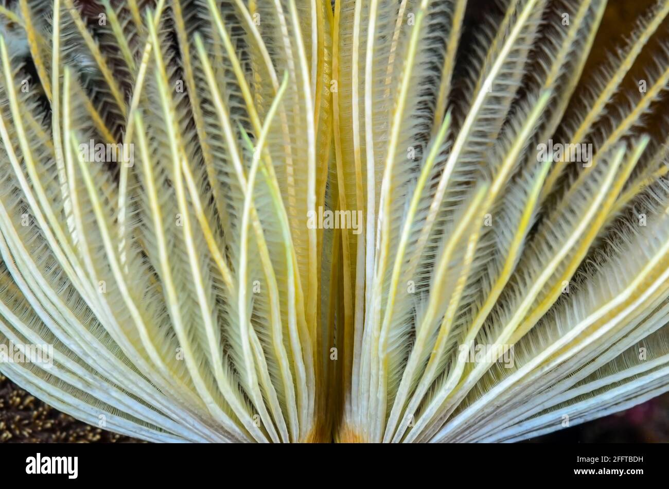 Father Duster Worm, Sabellidae, Anilao, Batangas, Philippinen, Pazifik Stockfoto