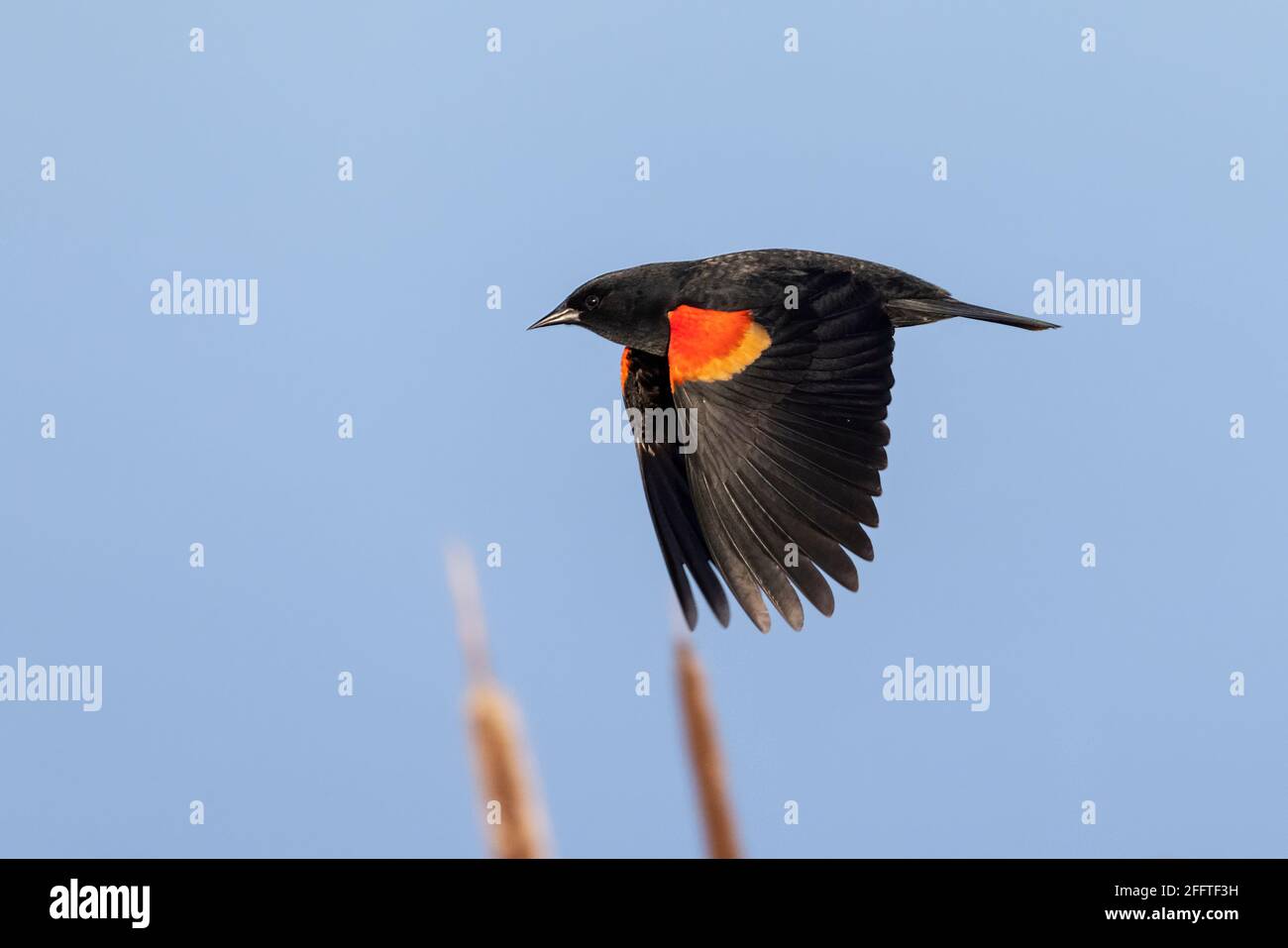 Rotflügelamsel in Richmond, British Columbia, Kanada, Nordamerika Stockfoto