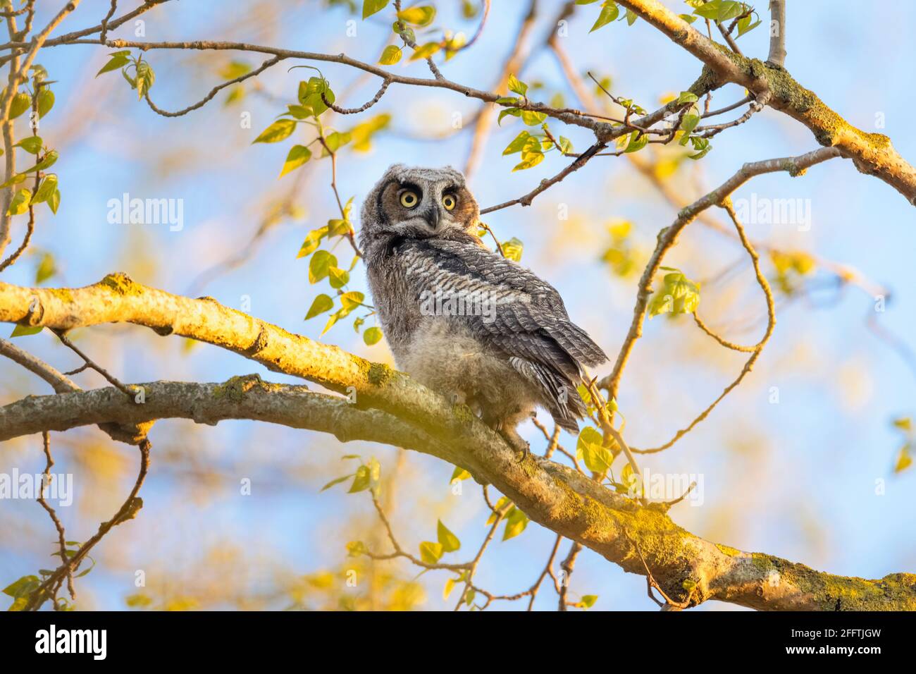 Great horned owl Nest und Owlet am Delta BC Kanada Stockfoto