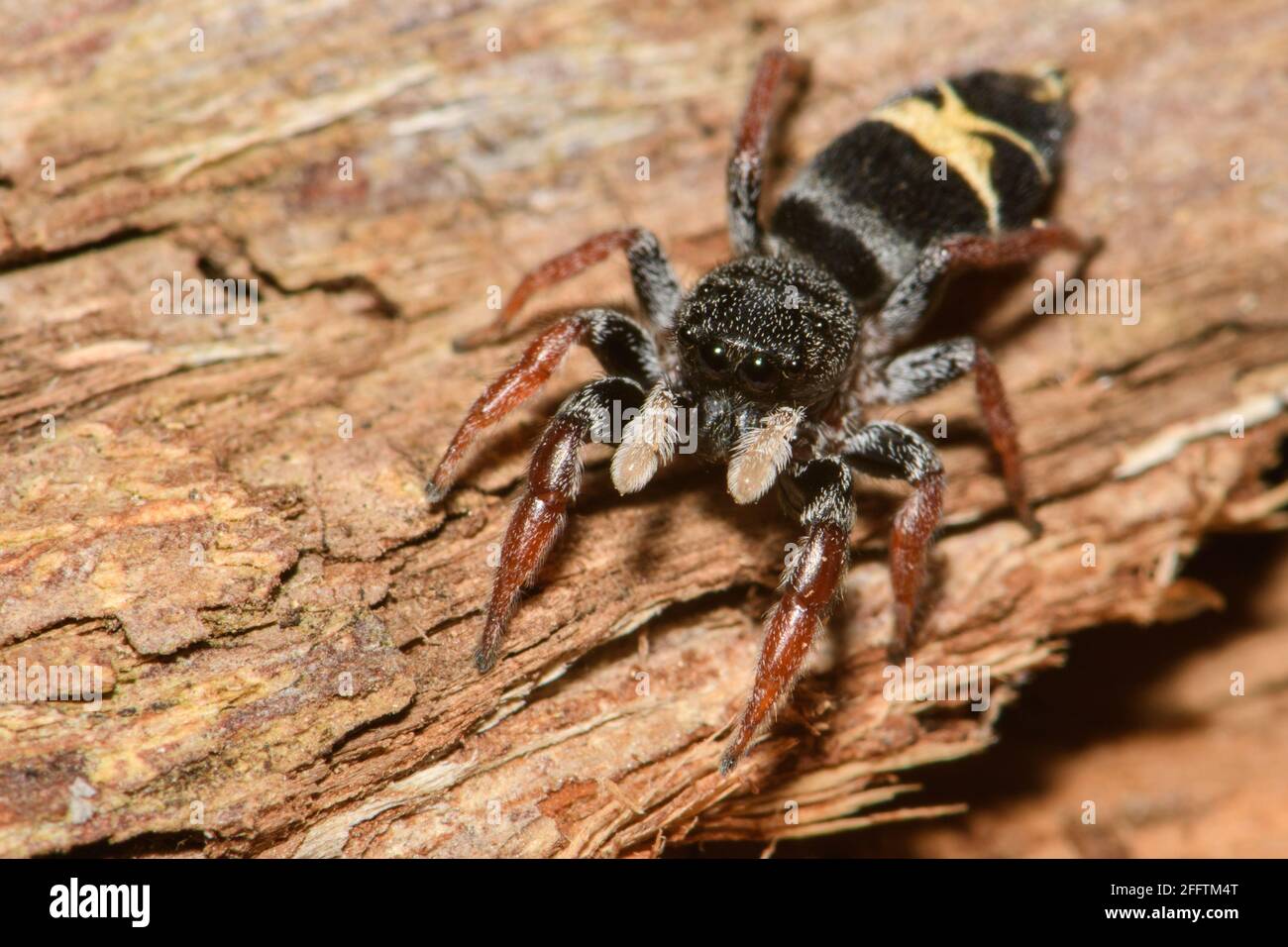 Jovial Jumping Spider. Stockfoto