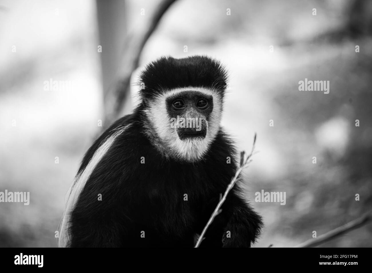 Schwarzer und weißer Affe auf braunem Baumzweig 0002 Stockfoto