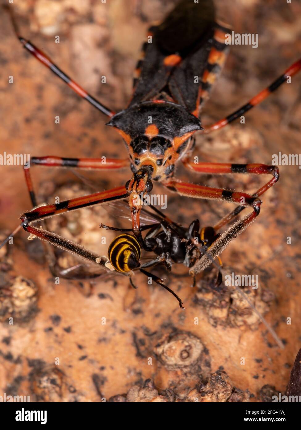 Assassin Bugs der Art Zelus armilatus preying on a Wespe Stockfoto