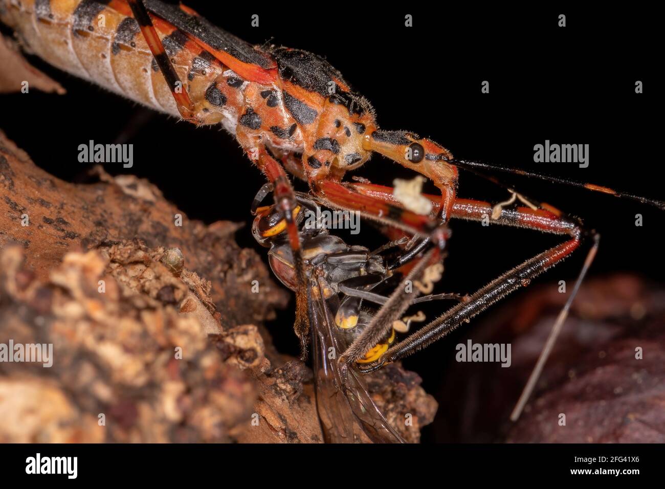 Assassin Bugs der Art Zelus armilatus preying on a Wespe Stockfoto