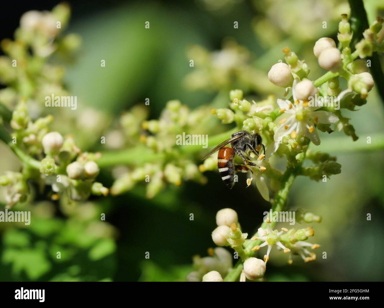 Honigbiene sammelt Pollen, die Nektar auf der Clausena Harmandiana-Blüte suchen Mit natürlichem Grün und schwarzem Hintergrund Stockfoto