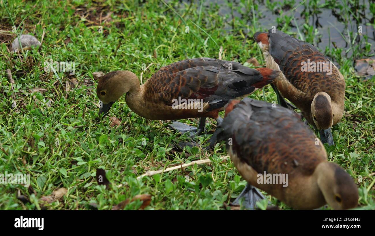 Gruppe kleiner Pfeifenten, die Grasblatt fressen und auf dem schmutzigen Land am See spazieren, drei braune Enten auf der Wiese, Wasservögel in Thailand Stockfoto