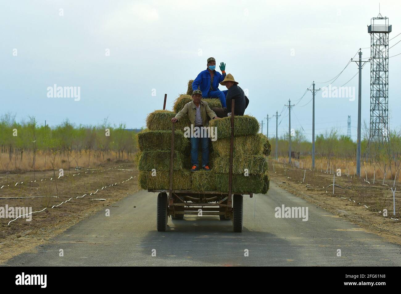 (210425) -- JIMSAR, 25. April 2021 (Xinhua) -- Züchter des Xinjiang Wildpferdezuchtungs- und Forschungszentrums transportieren Futter für Przewalskis Pferde im Bezirk Jimsar, nordwestlich der Autonomen Region Xinjiang Uygur in China, 21. April 2021. Das Przewalski-Pferd, benannt nach seinem russischen Entdecker, ist eine gefährdete Art, die im Wüstengrasland Zentralasiens beheimatet ist. Nachdem die Pferde in China aufgrund der Jagd und einer sich verschlechternden Umgebung ausgestorben waren, wurden sie in den 1980er Jahren aus Europa wieder in das Land eingeführt und in Xinjiang und Gansu aufgezogen. Um die bedrohten Arten zu retten, arbeiten Mitarbeiter in Xinjiang Wild Ho Stockfoto