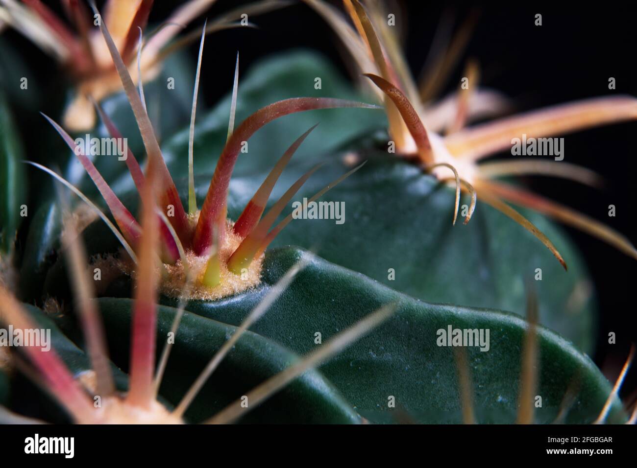 Nahaufnahme von Ferocactus wislizenii, Fischhaken-Kaktus Stockfoto
