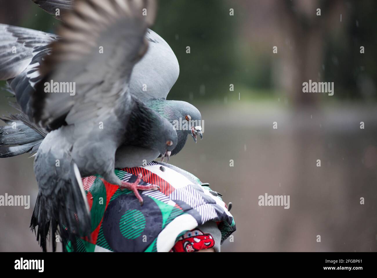 Zwei Tauben sitzen auf dem Kopf des Jungen Stockfoto