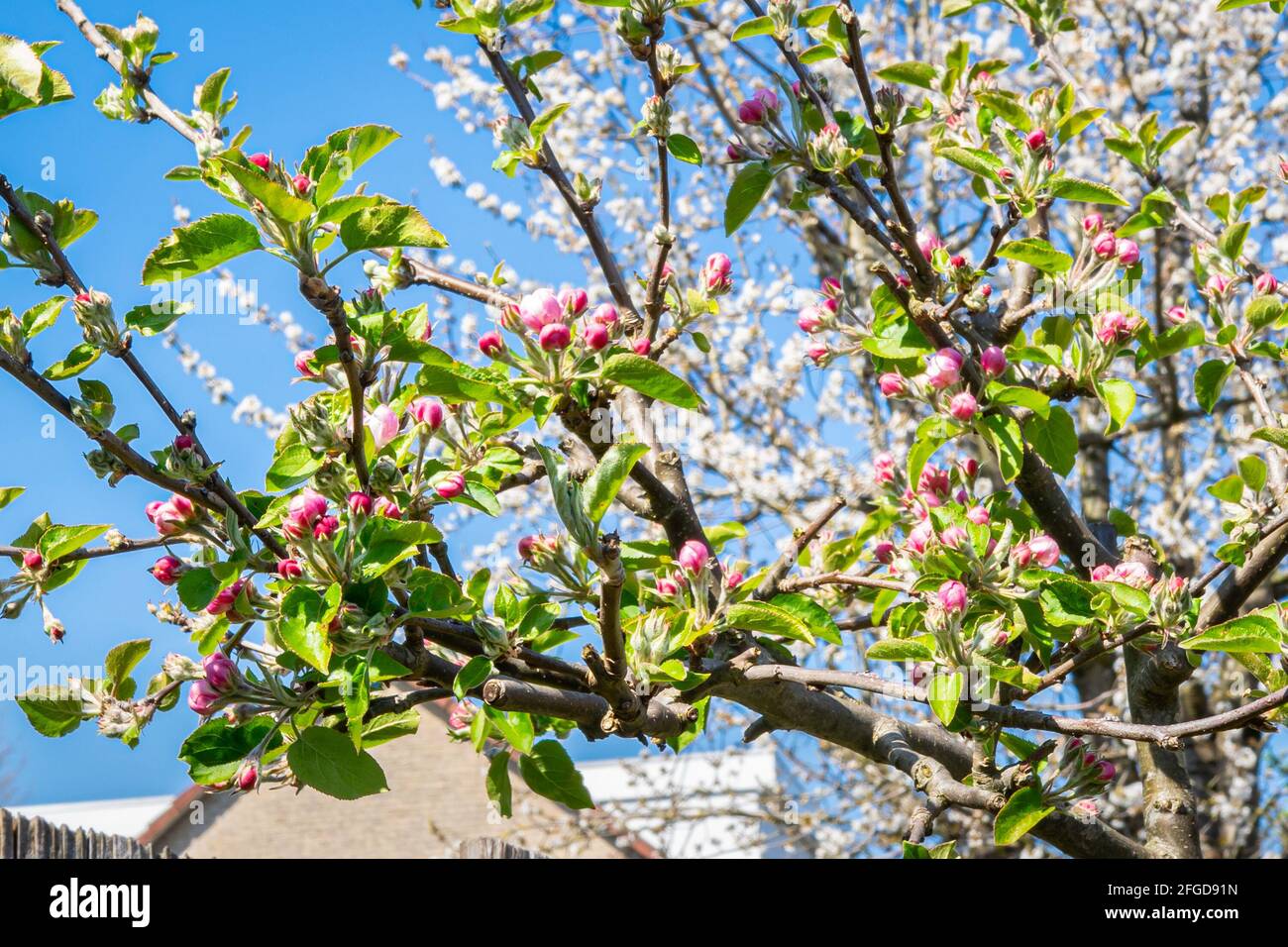 Rote Blüte eines Apfelbaums (Malus domestica) im Frühling Stockfoto