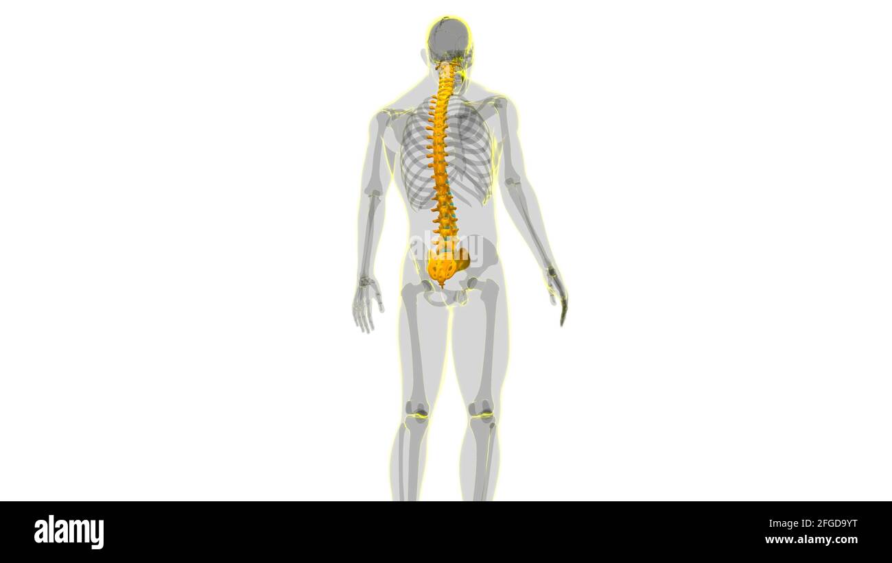 Menschliches Skelett Wirbelsäule Wirbelsäule Anatomie 3D Illustration ...