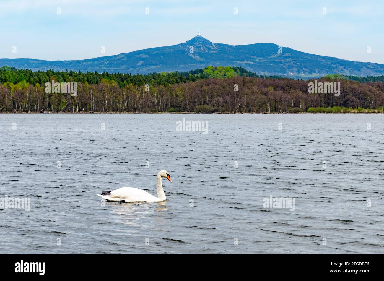 Schwan auf dem Wasser des Hamersees (Hamersky-Teich) mit schöner Aussicht auf den Berg Jested (Region Liberec), Nordböhmen Stockfoto