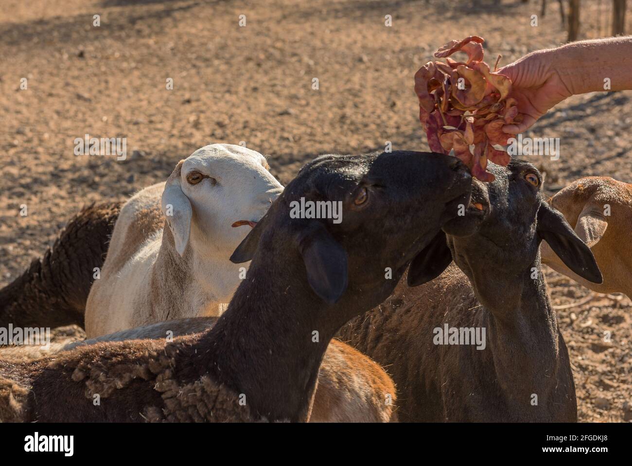 Fütterung einer kleinen Herde Schafe, Namibia Stockfoto