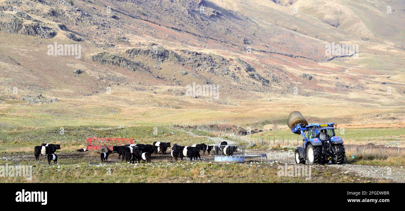 Ein Landwirt aus der Black Hall Farm in Cockley Beck, Duddon Valley, Cumbria, Großbritannien, liefert Lebensmittel oder Silage an Kühe. Stockfoto