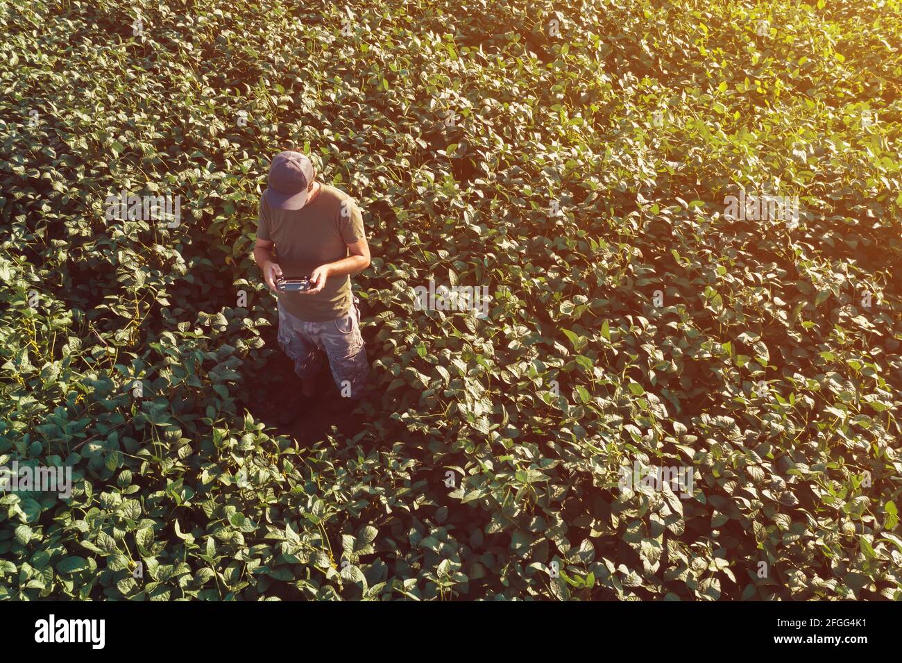 Sojabohnen intelligente Landwirtschaft, Landwirt Drohne in der landwirtschaftlichen Produktion und Anbau von Hülsenfrüchten Stockfoto