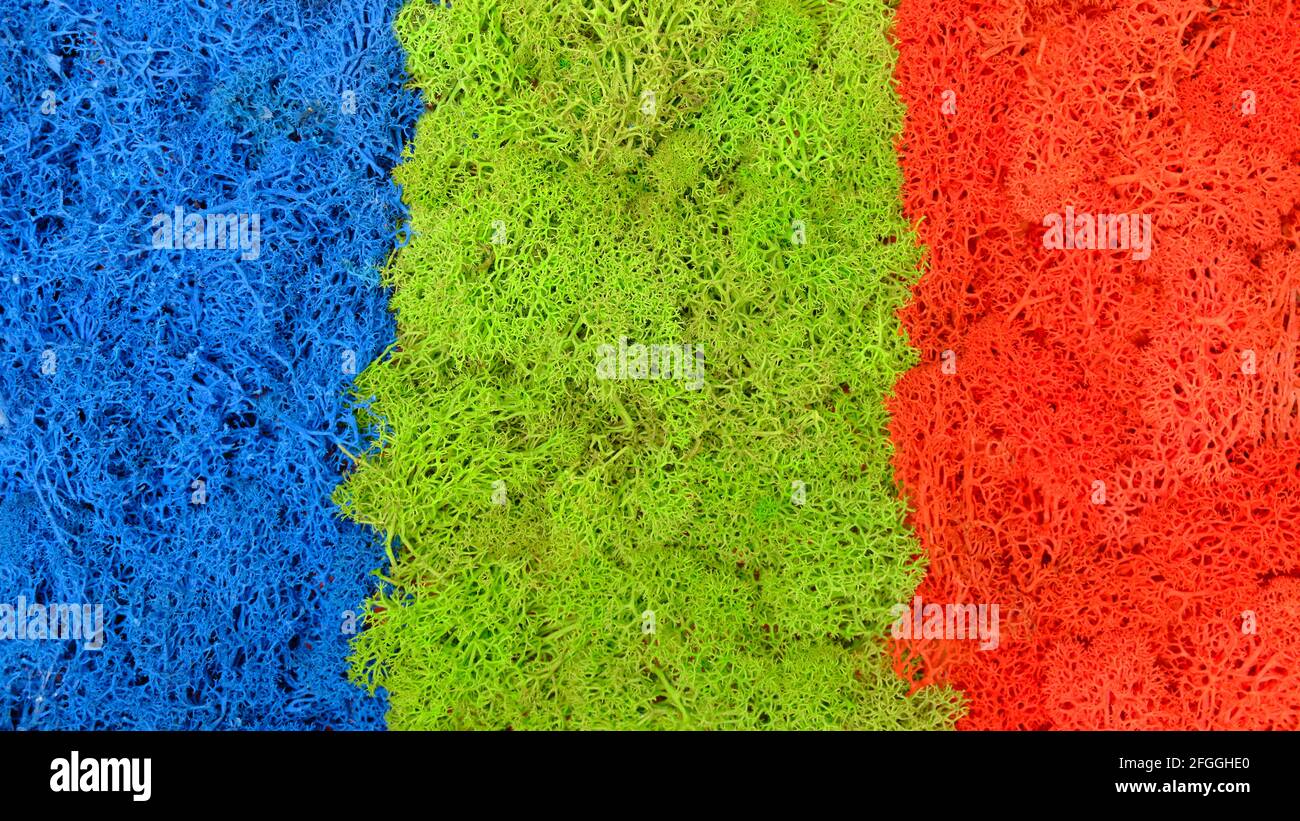 Gefärbtes stabilisiertes Moos. Rote, grüne, blaue Farben Stockfoto