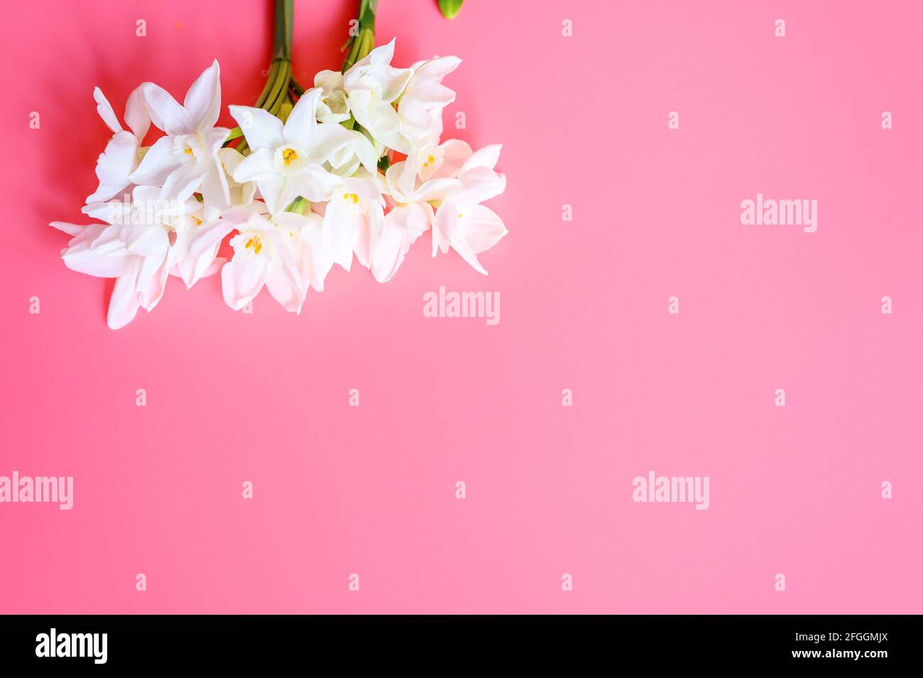 Ein Blumenstrauß erinnert an die weiße Farbe in voller Blüte Auf einem rosa Hintergrund mit Platz für Text Stockfoto