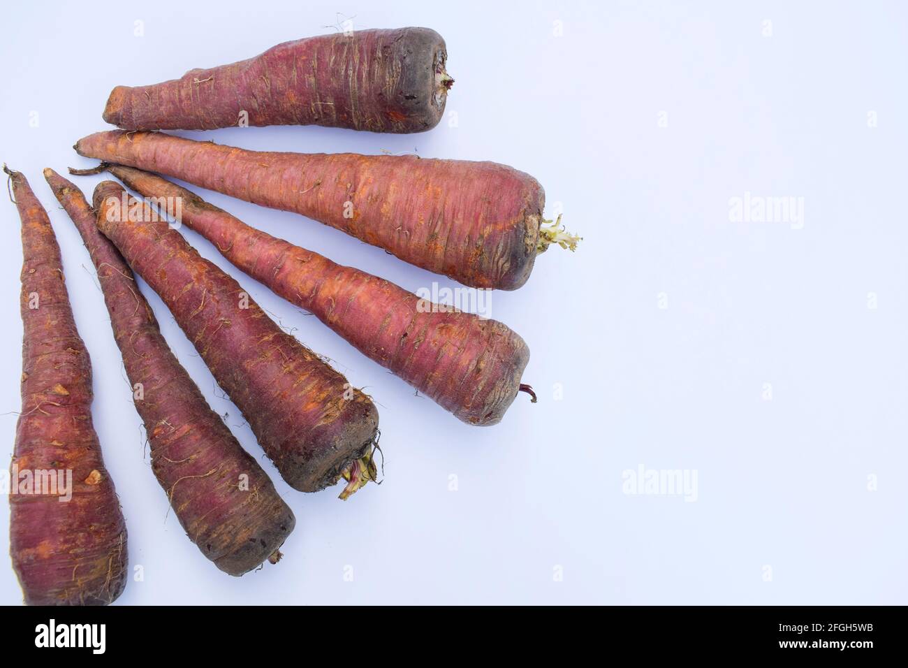 Dunkelfarbige Karotten. Frischer Bio-Bauernhof frisch gezupfte Karotten. Dunkelrosa oder rot. Braune schwarze Karotten aus Asien. Auf weißem Hintergrund. Stockfoto