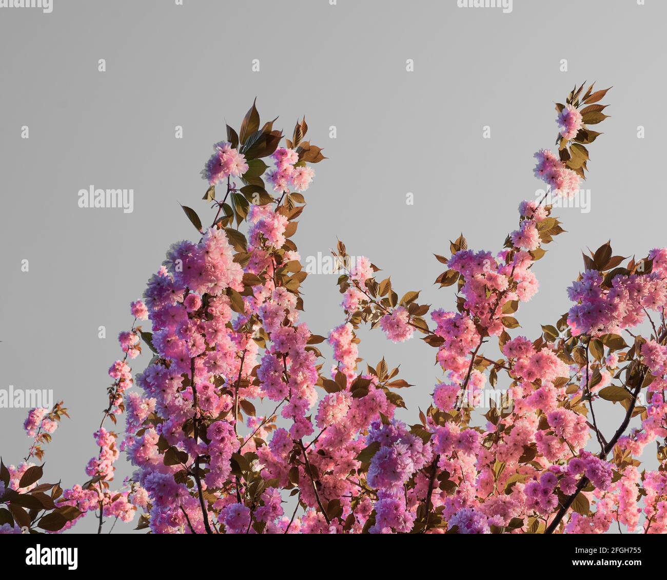 Kirschblüten blüht in Blüte mit grauem Hintergrund Stockfoto