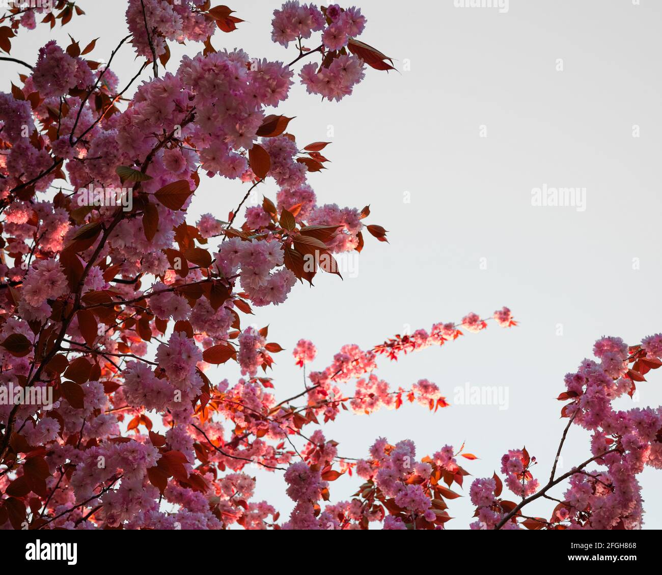 Kirschblüten blüht in Blüte mit grauem Hintergrund Stockfoto