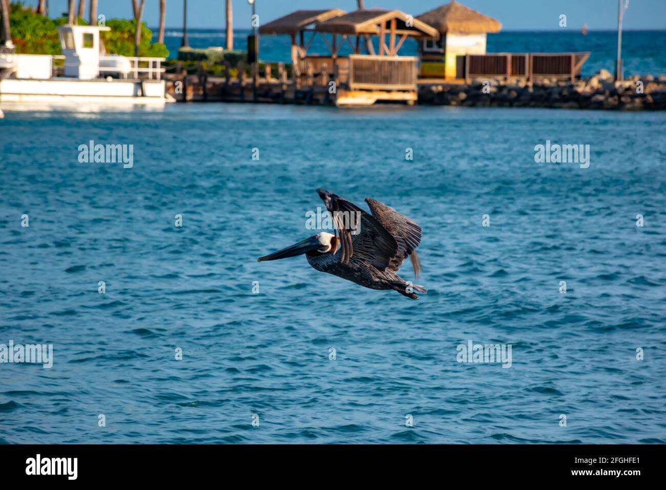 Pelecanus occidentalis, Brown Pelican auf der Suche nach Nahrung. In Oranjestad Aruba Stockfoto