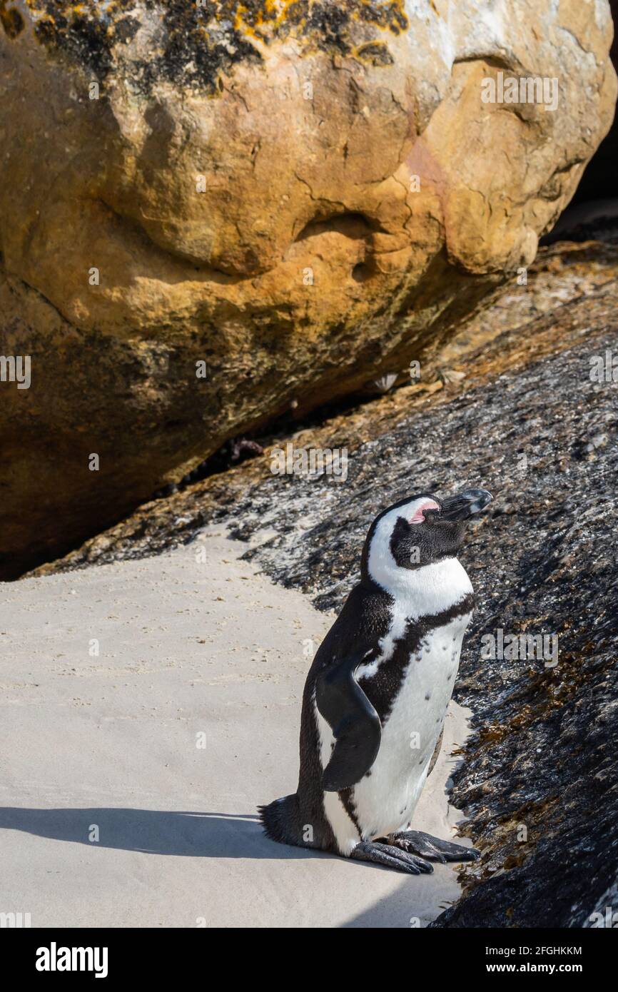 Ein einziger Pinguin-Aufenthalt zwischen den Felsen am Boulders Beach, Kapstadt, Südafrika Stockfoto