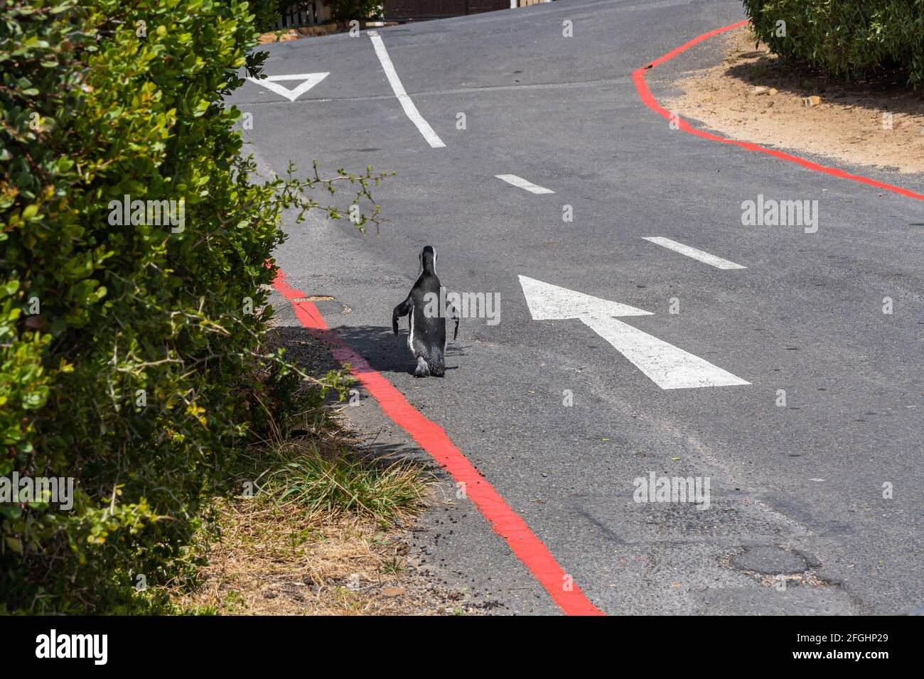 Ein einziger Pinguin, der am Boulders Beach entlang der Straße läuft Südafrika Stockfoto